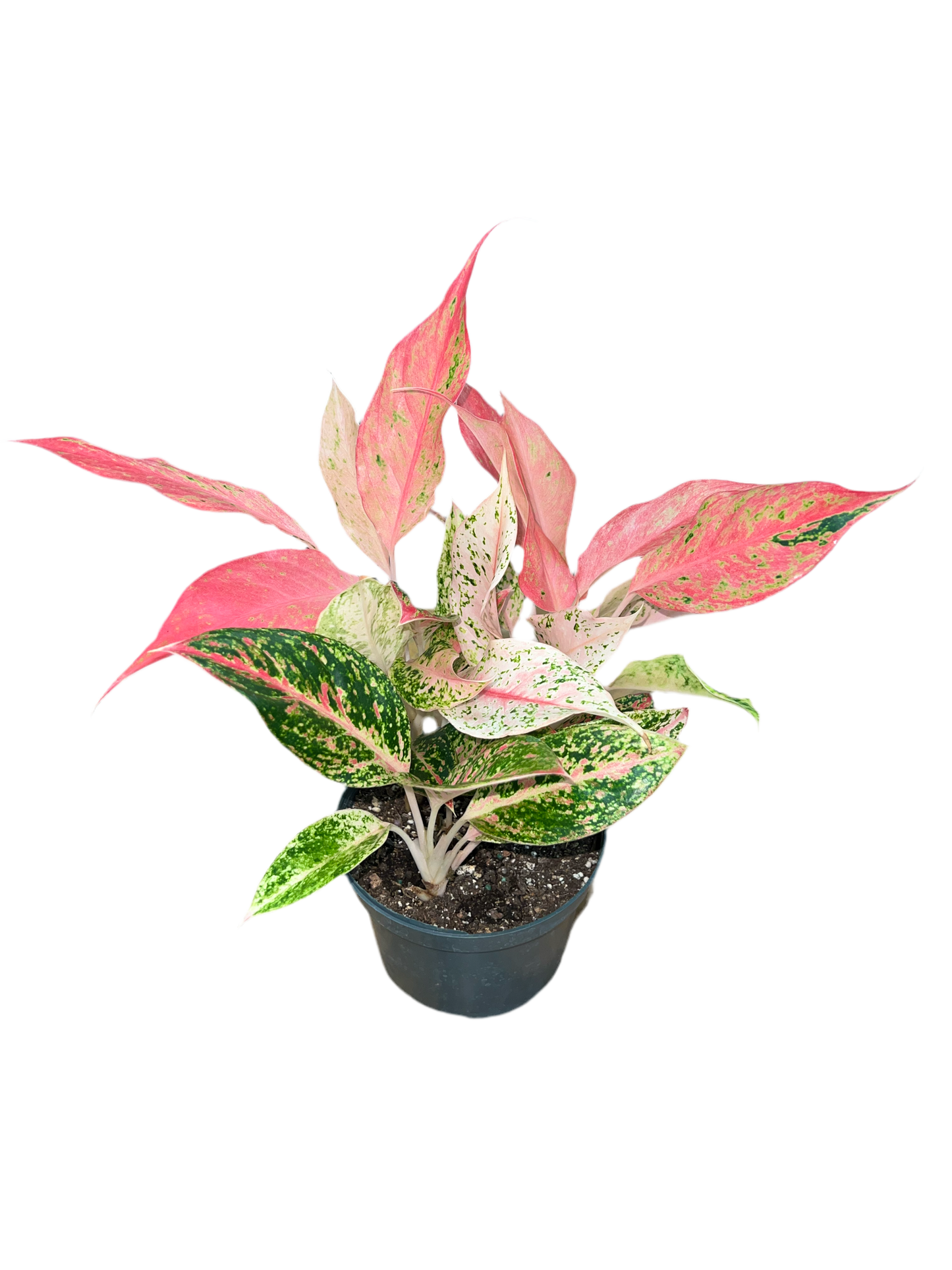 Aglaonema 'Pink Dalmatian' 6"