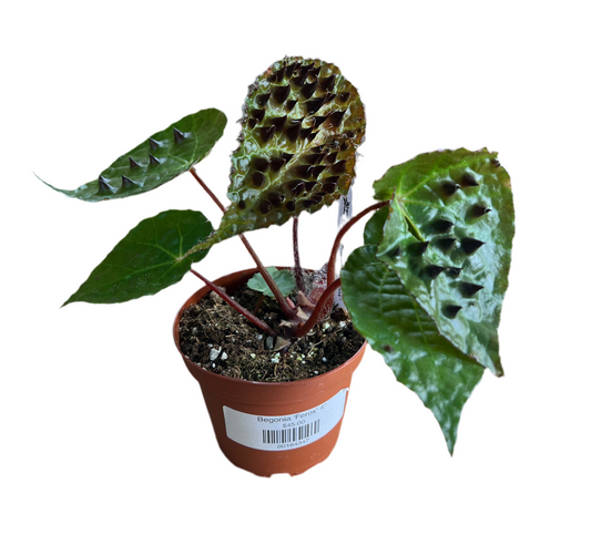 Begonia 'Ferox' 4"