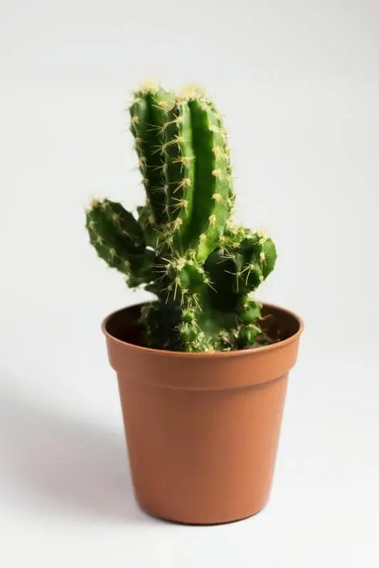 indoor pot plant food Plantco Indoor Plant Food & Houseplant Fertilizer (½ lb)