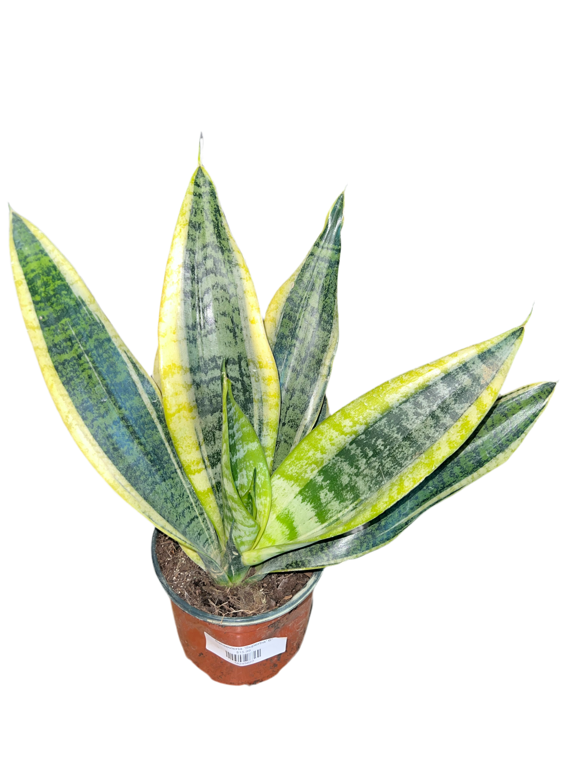 sansevieria superba plant Sansevieria 'Superba' – The Plant Room