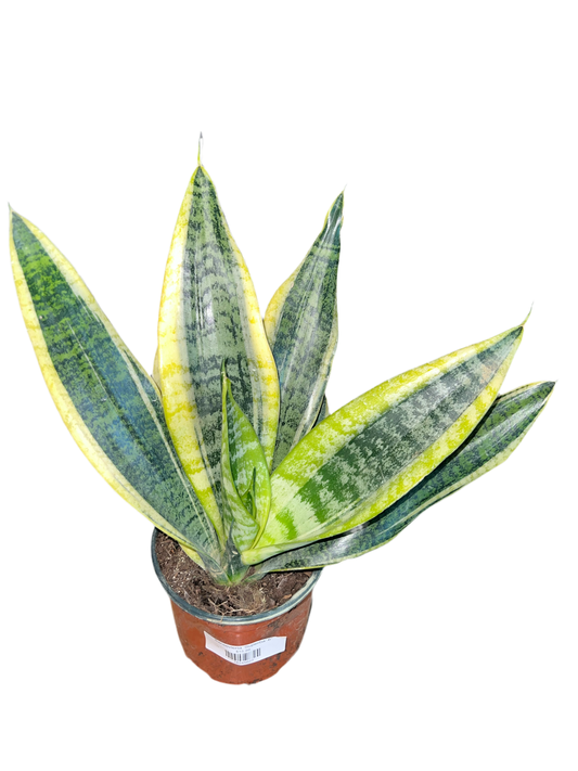 Sansevieria 'Superba' 6"