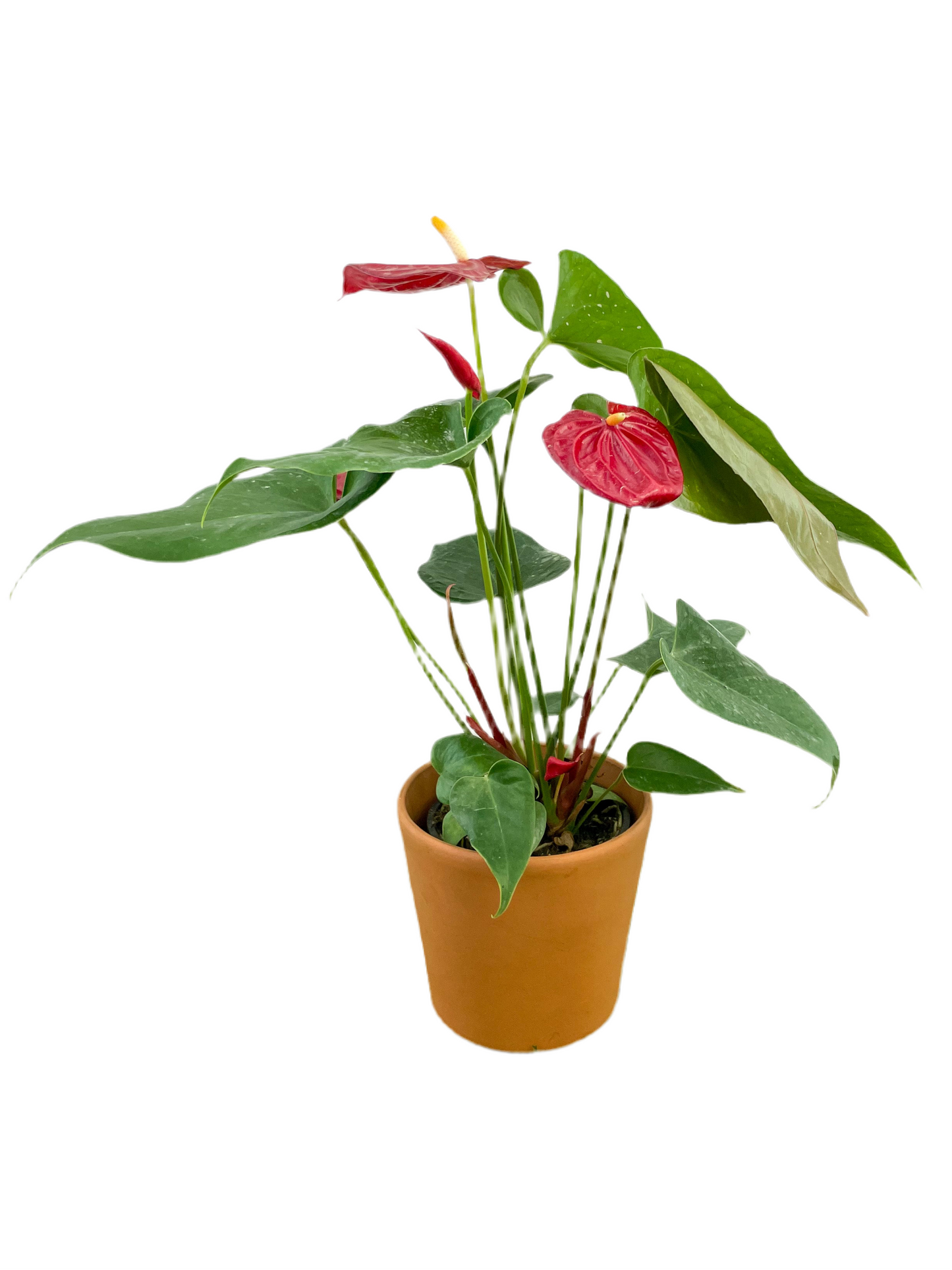 Anthurium