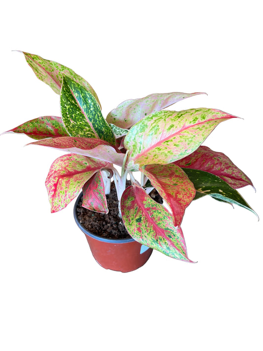Aglaonema ‘Night Sparkle’ 6”
