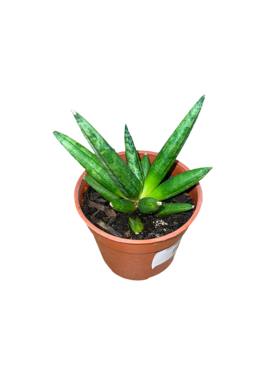 Sansevieria 'Hedgehog' 4"