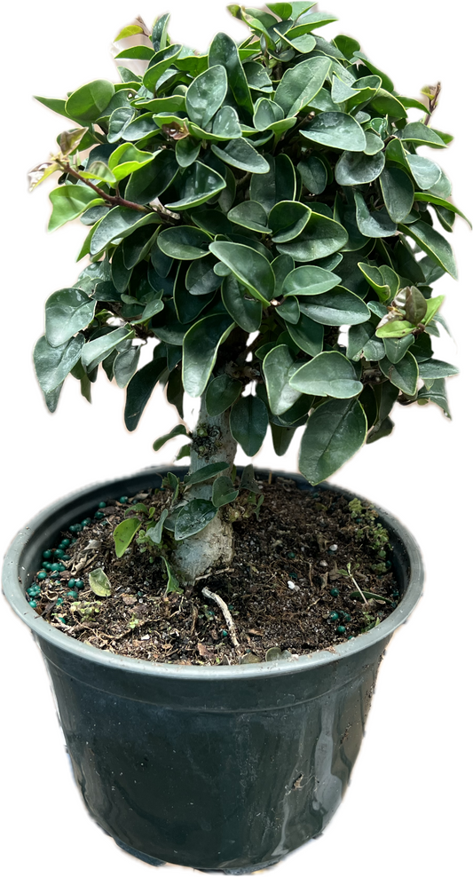 Glemina Philippensis ‘Parrots Beak Bonsai’ 6”