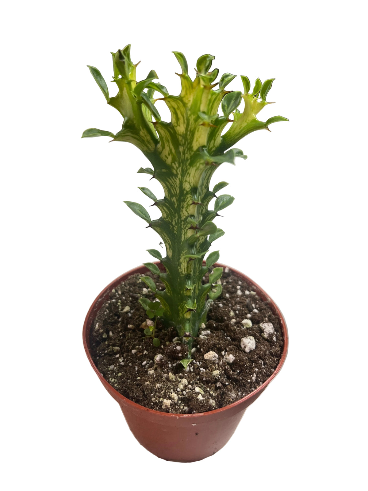 Euphorbia Trigona Variegated 4”