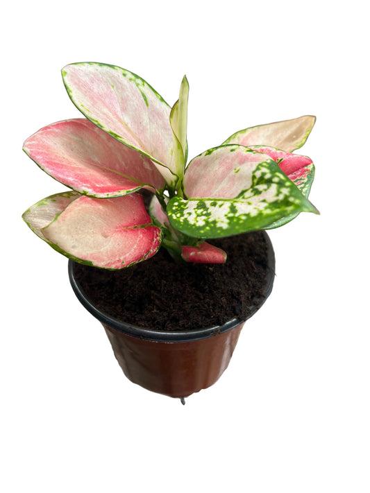 Aglaonema 'Angel Pink' 4"