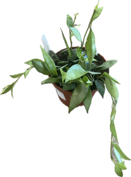 Hoya sp. Lacunosa Mint 4”