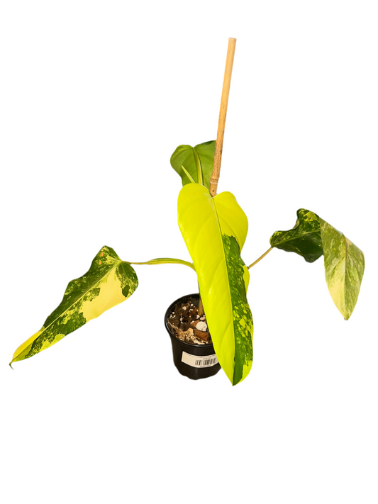 Philodendron Domesticum Variegated 4 inch Grower Pot