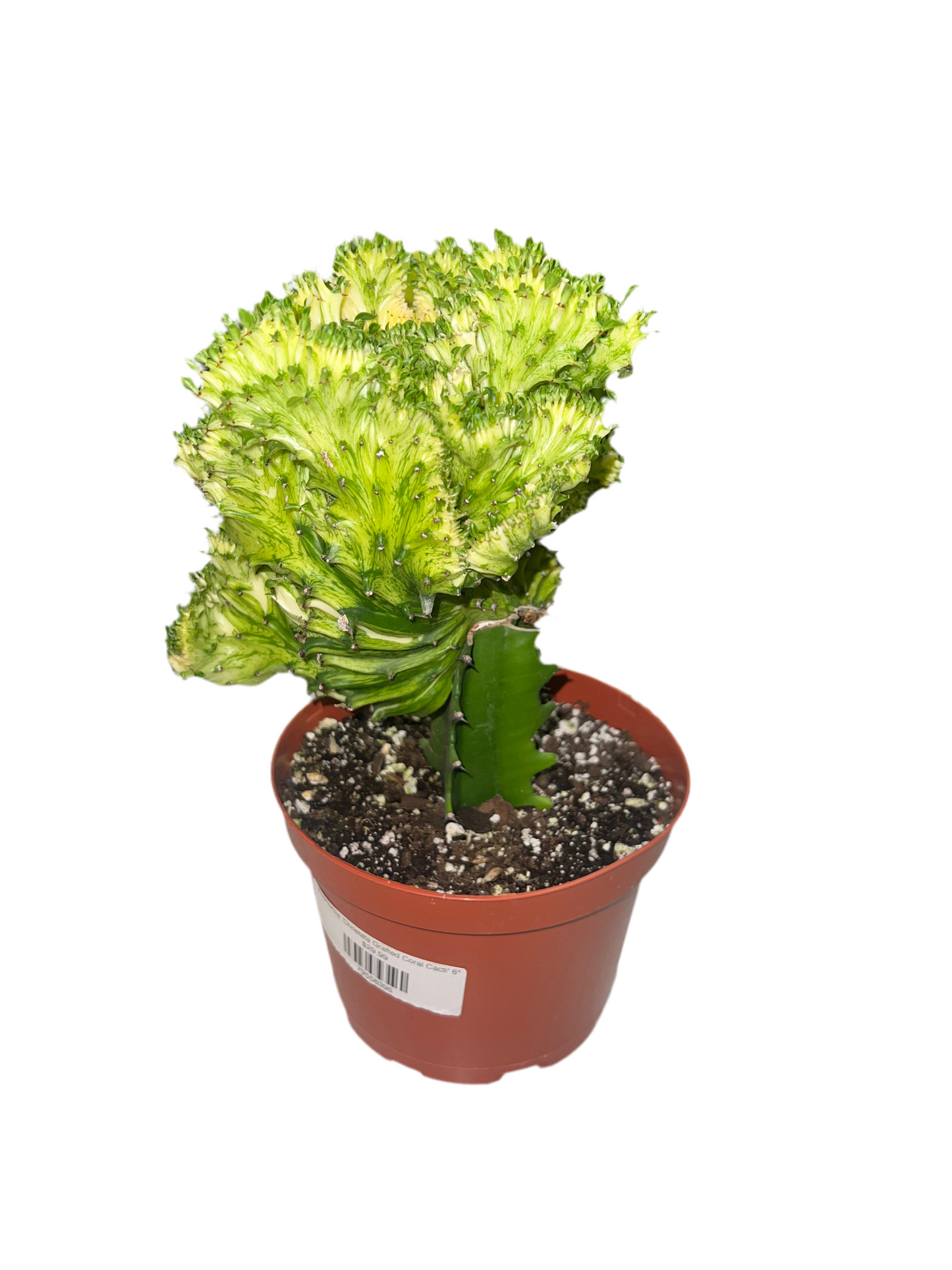 Euphorbia 'Christata Grafted Coral Cacti' 6"