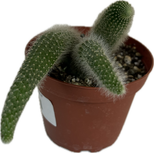 Foxtail White Cacti 4"