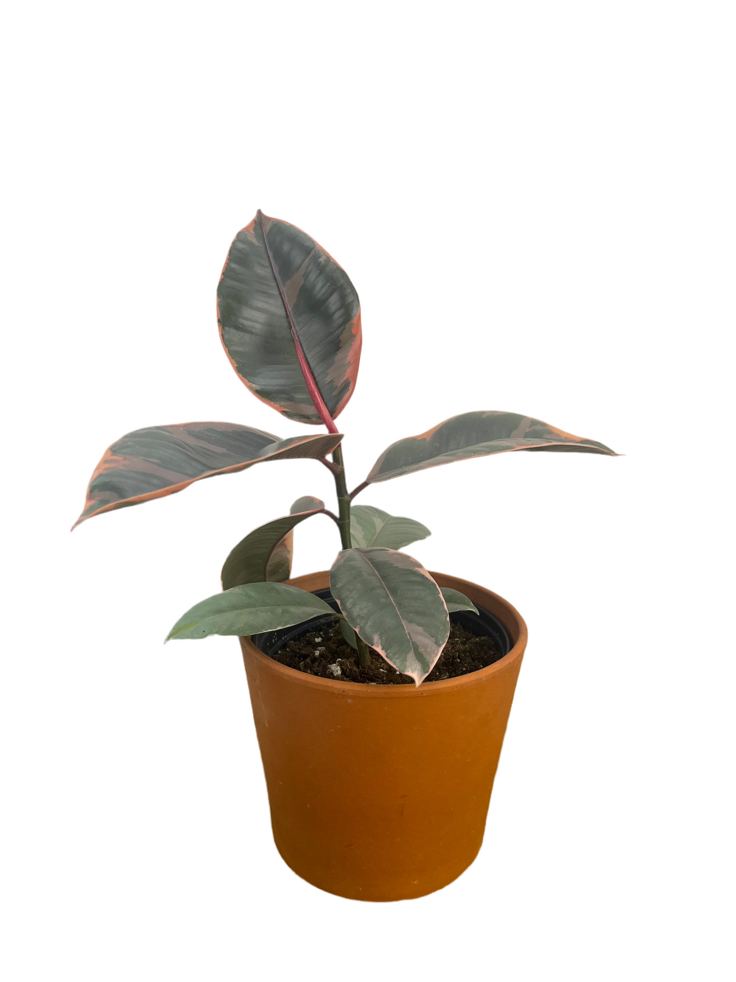 Ficus 'Ruby'