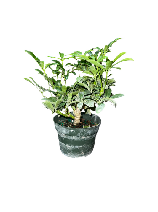 Schefflera 'Arbicola Luseane Bonsai' 4"