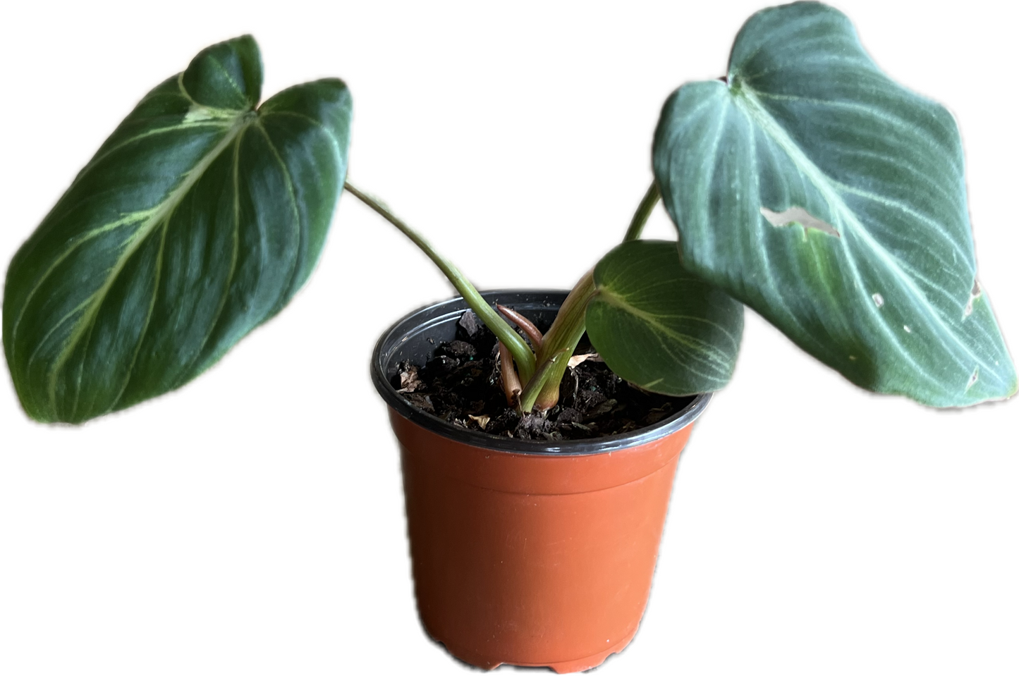 Philodendron 'Gloriosum'