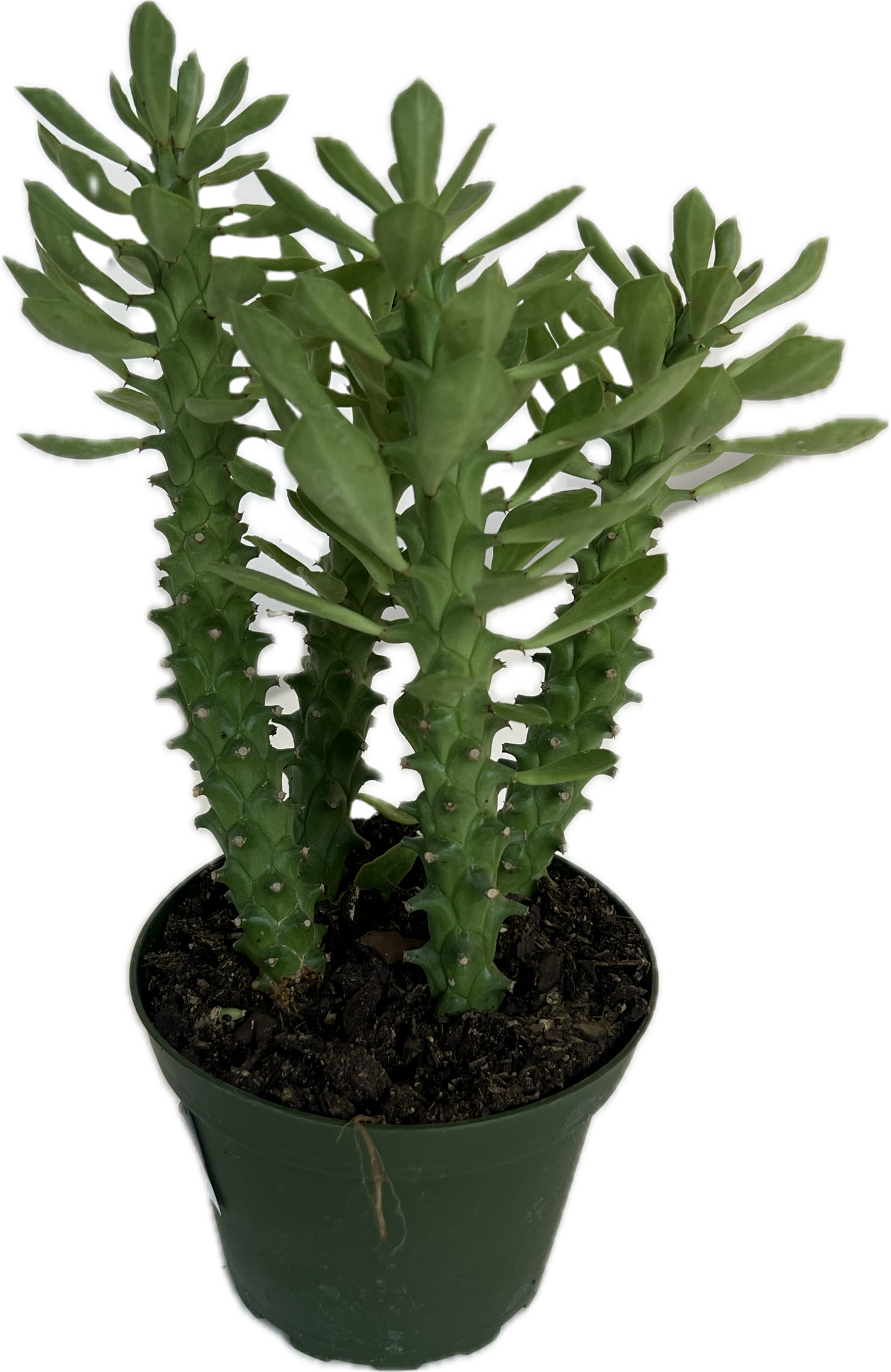 Cactus Euphorbia Ritchiei 'Pinecone Cacti' 4"