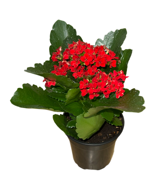 Flowering Kalanchoe 4”