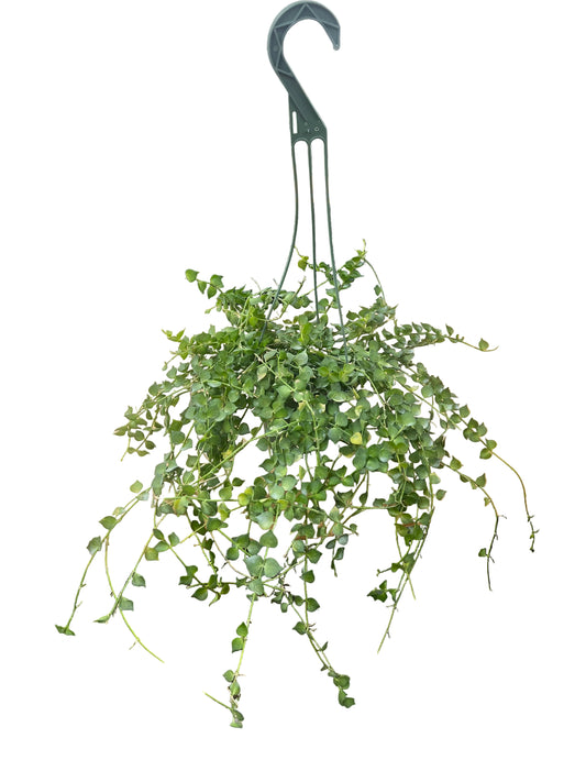 Dischidia 'Million Hearts' 5"