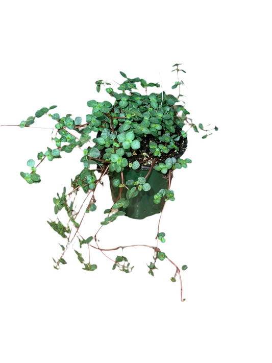 Pilea ‘Aqua Marine’ 3.5”