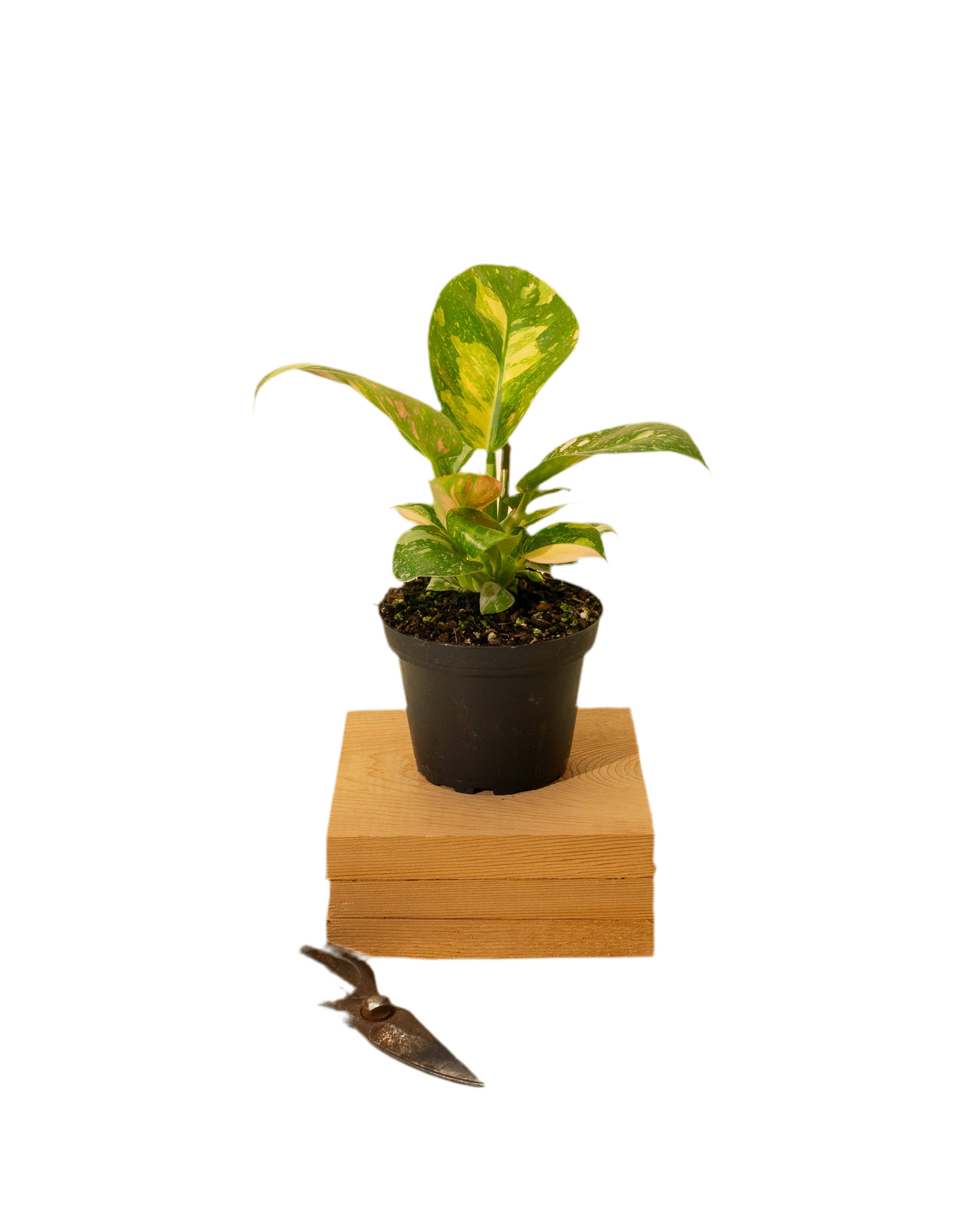 philodendron flame Philodendron Green Congo 'Copper Flame' 4”