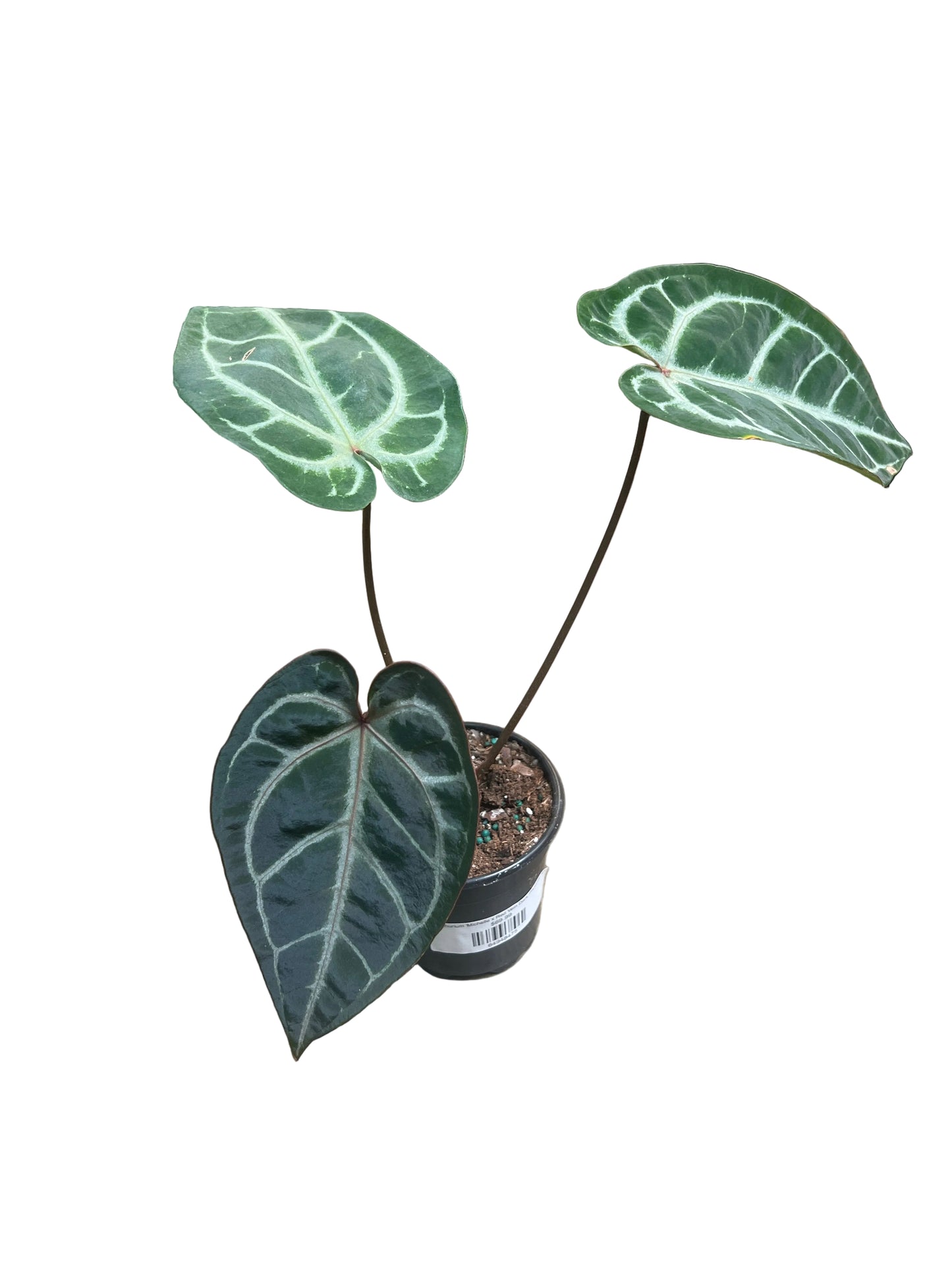 Anthurium 'Michelle x Red Vein Dark Phoenix' 4"