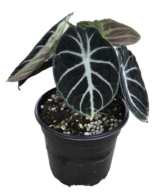 Alocasia ‘Ninja’ 4”