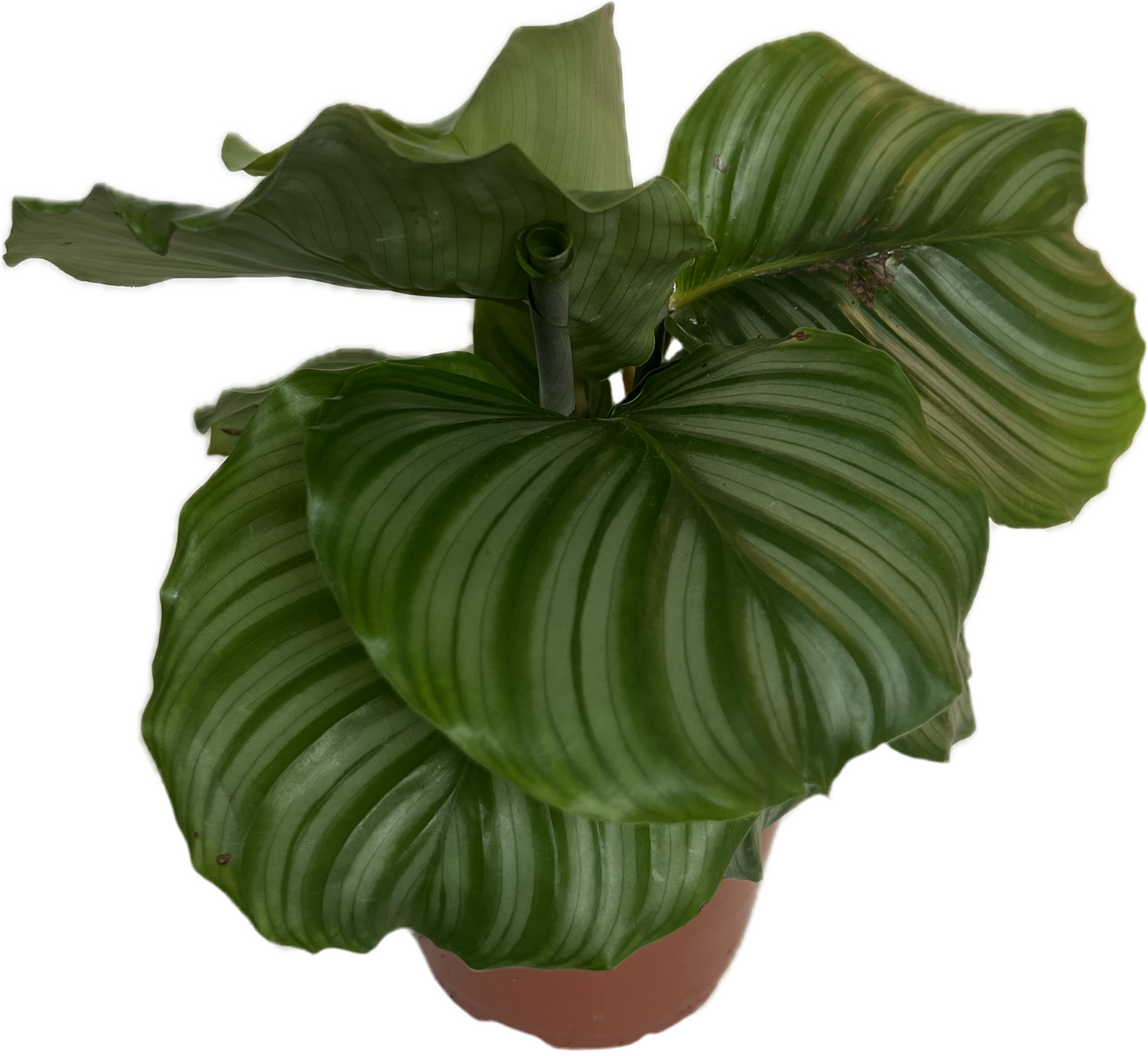 Calathea 'Orbifolia' 6"