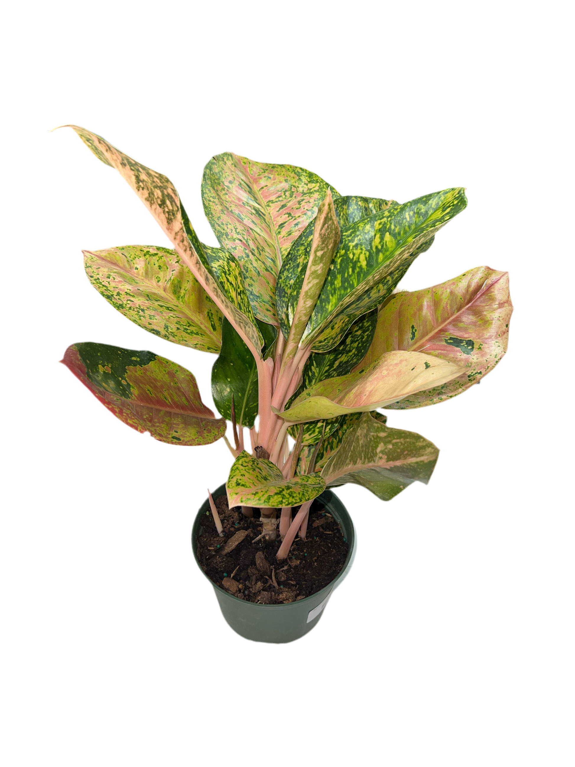 aglaonema dizzy diamond Aglaonema 'Dizzy Diamond' 6"