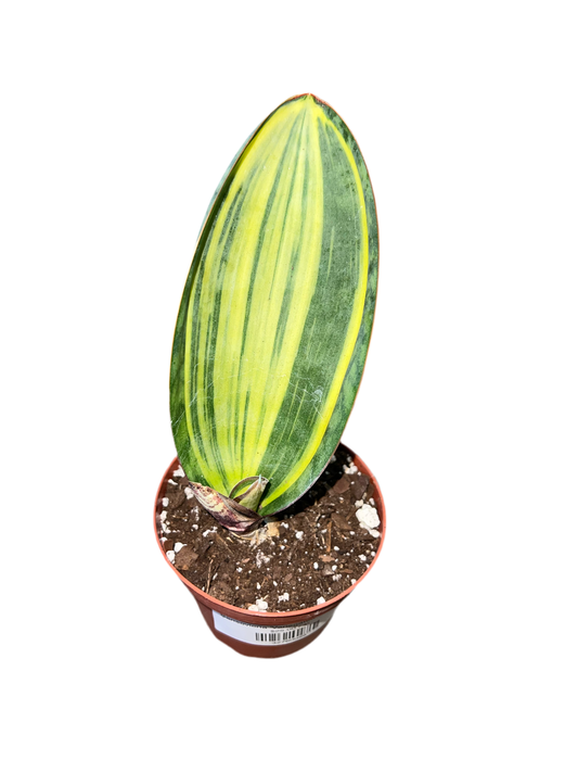 Sansevieria 'Variegated Whale Fin'