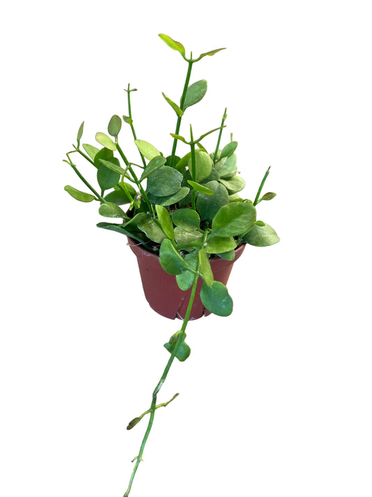 Dischidia 'Imbricata' 4"