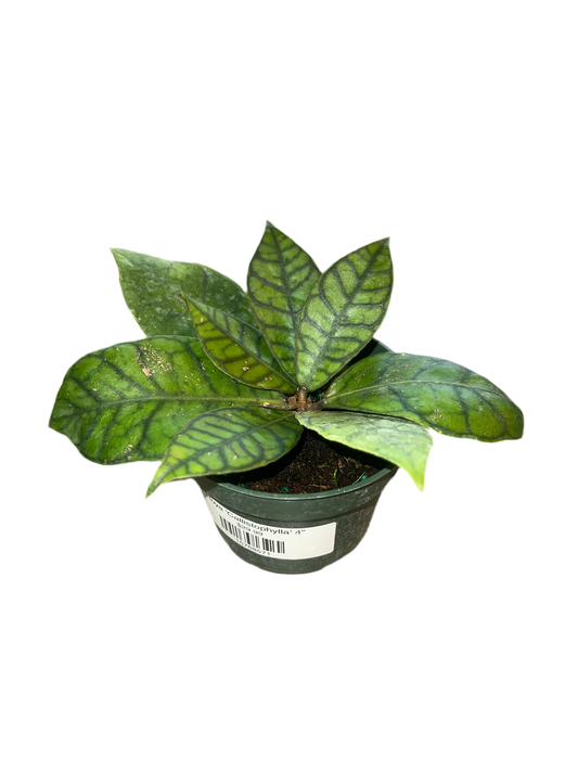 Hoya 'Callistophylla' 4"