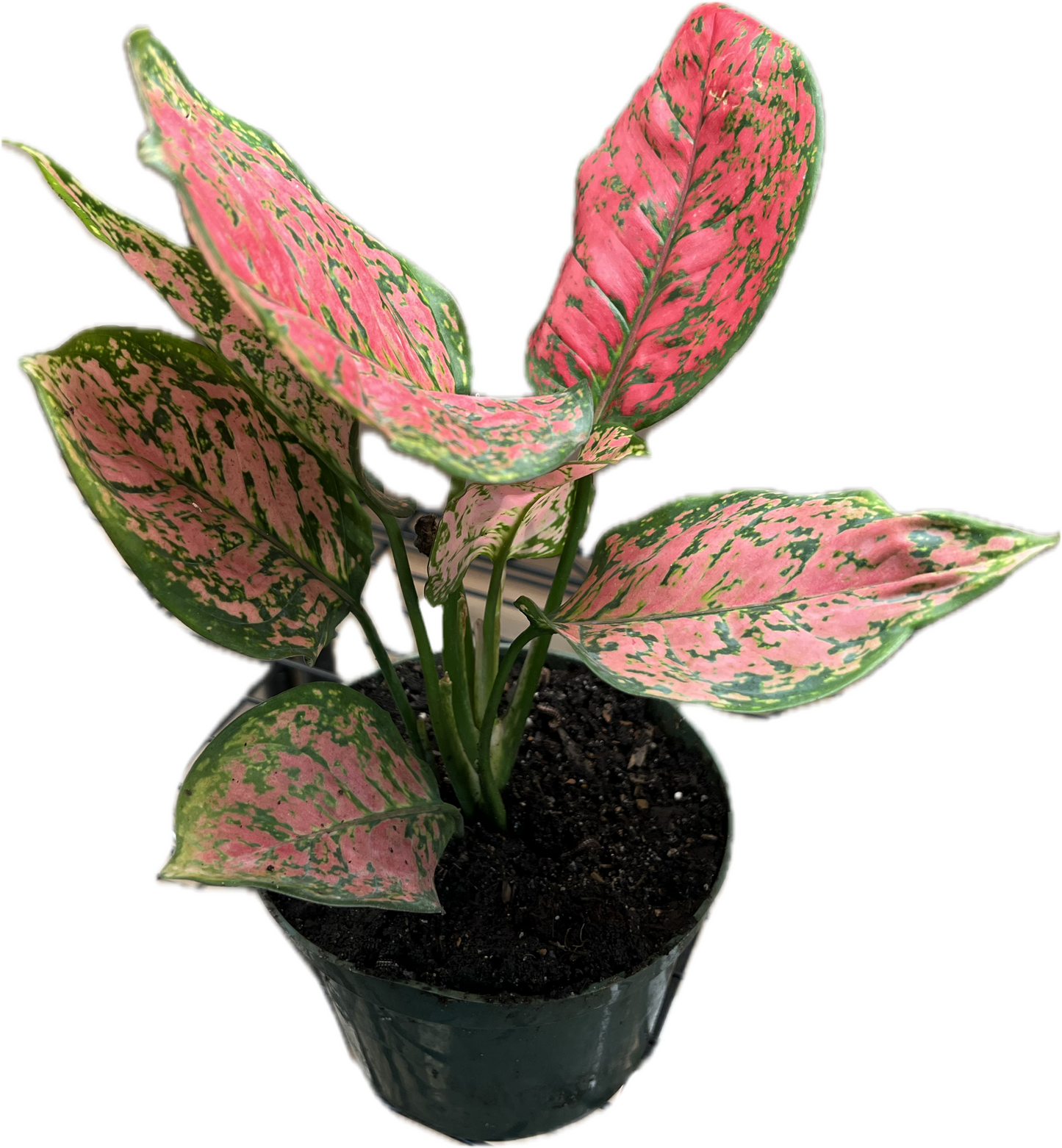 Aglaonema ‘Ruby Ray’ 6”