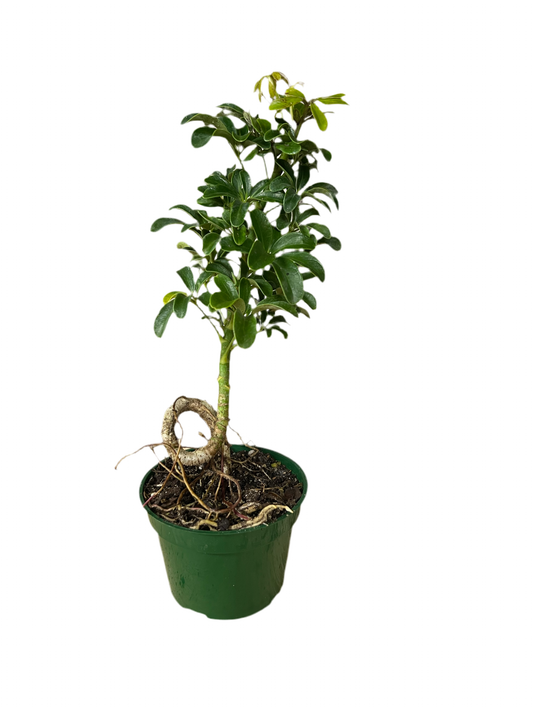 Schefflera ‘Arbicola S-Coiled’ 4”