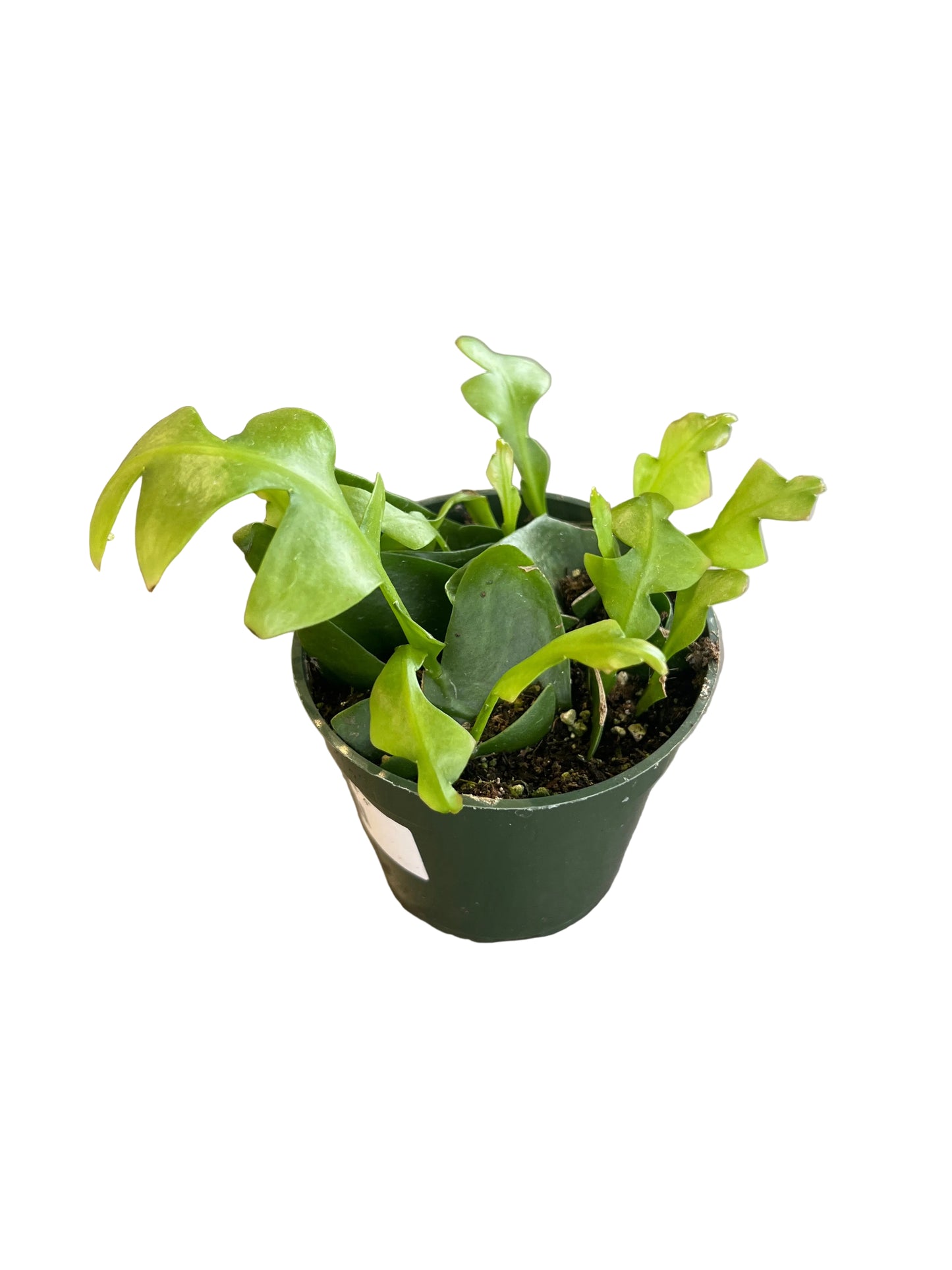 Cactus ‘Fern Leaf’ 4”