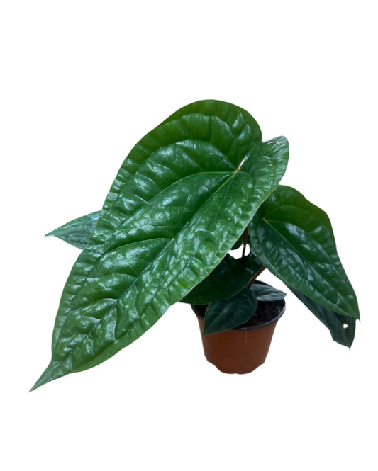 Anthurium 'Luxurians' 4"