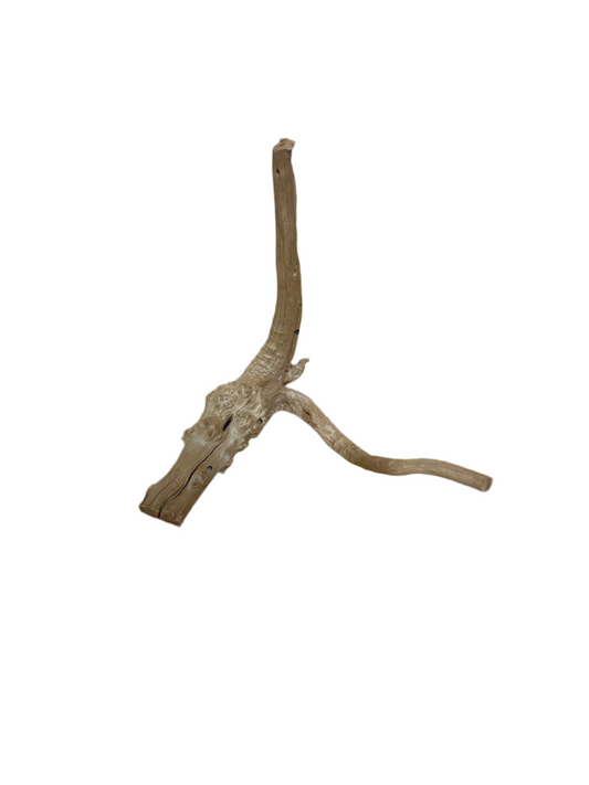 Hardwood Rootstock - Under 15"