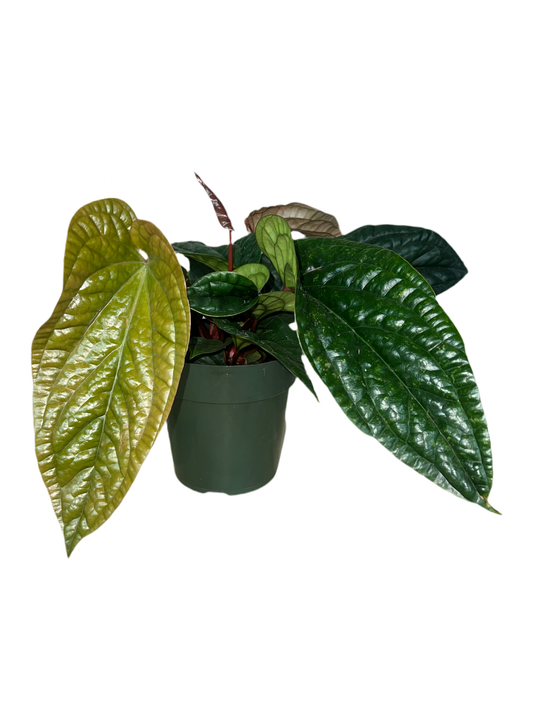 Anthurium 'Radicans x Luxuriens' 6"