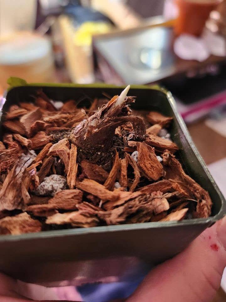 Noot Rescue Potting Mix for Propagation & Root Rot Recovery