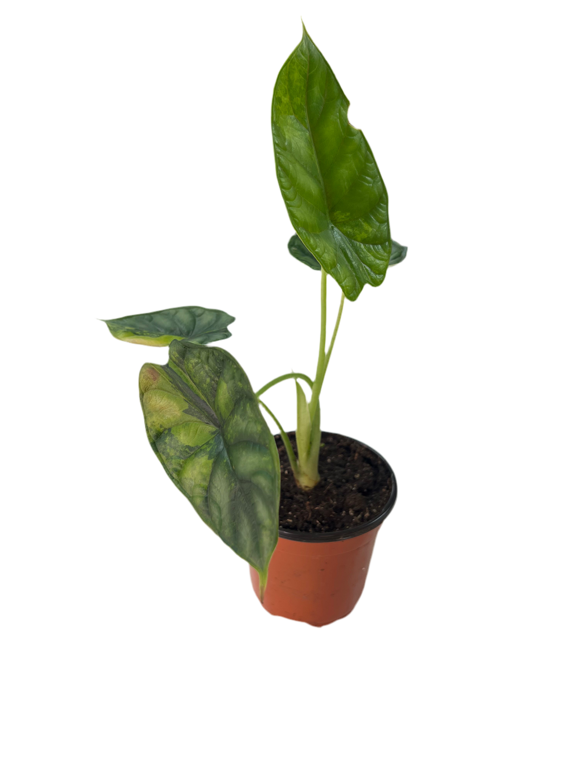 Alocasia 'Dragon Scale' Mint Variegated 4” – The Plant Room