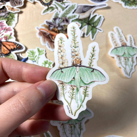 Vinyl Sticker - Luna Moth On Black Cohosh
