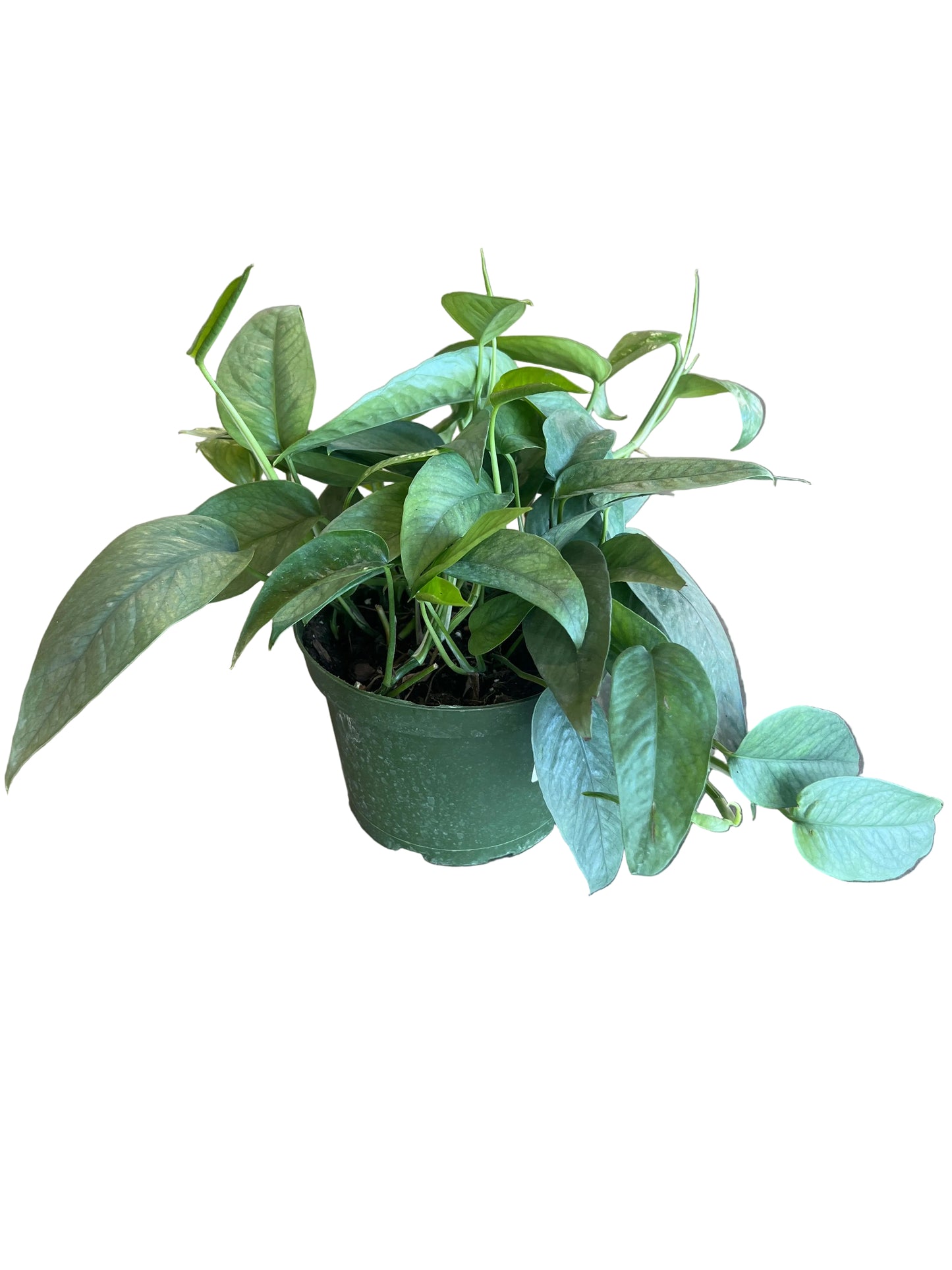 Epipremnum Pinnatum 'Cebu Blue'