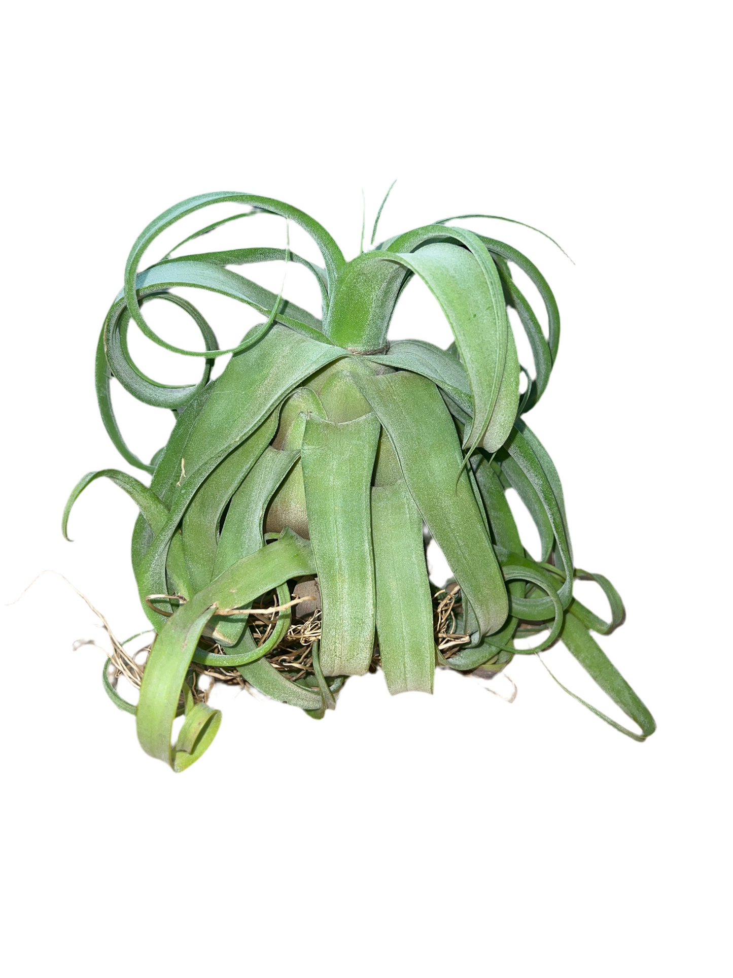 Tillandsia Streptophylla