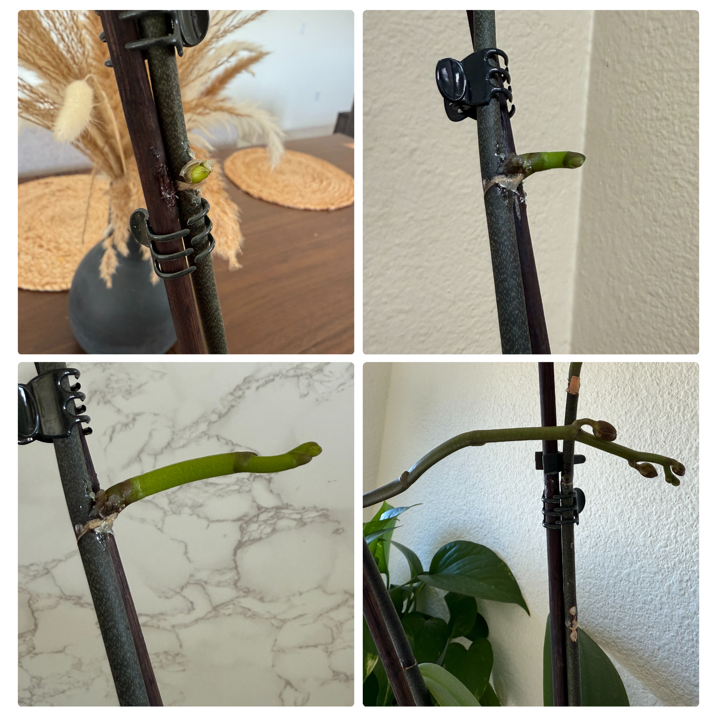 Keiki Cloning Paste for Orchids & Houseplants