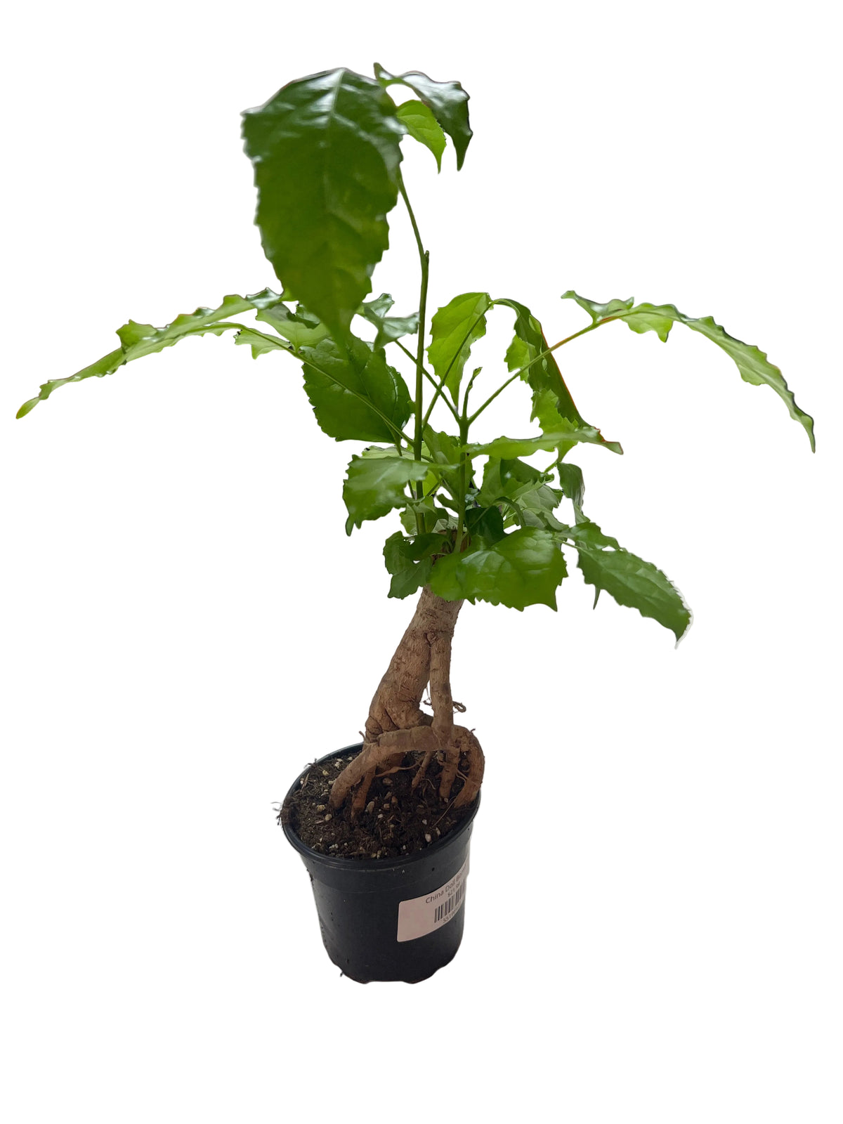China Doll Bonsai 4"