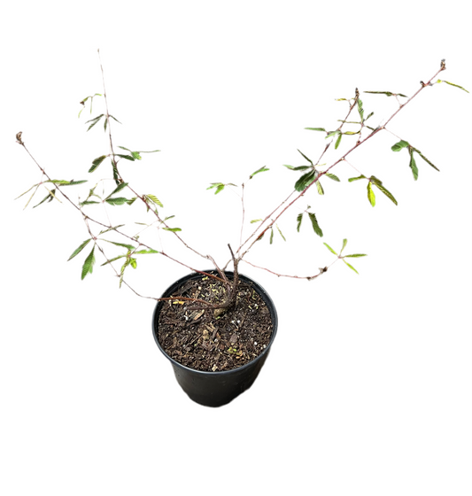 Mimosa ‘Pudica Bonsai’ 6”