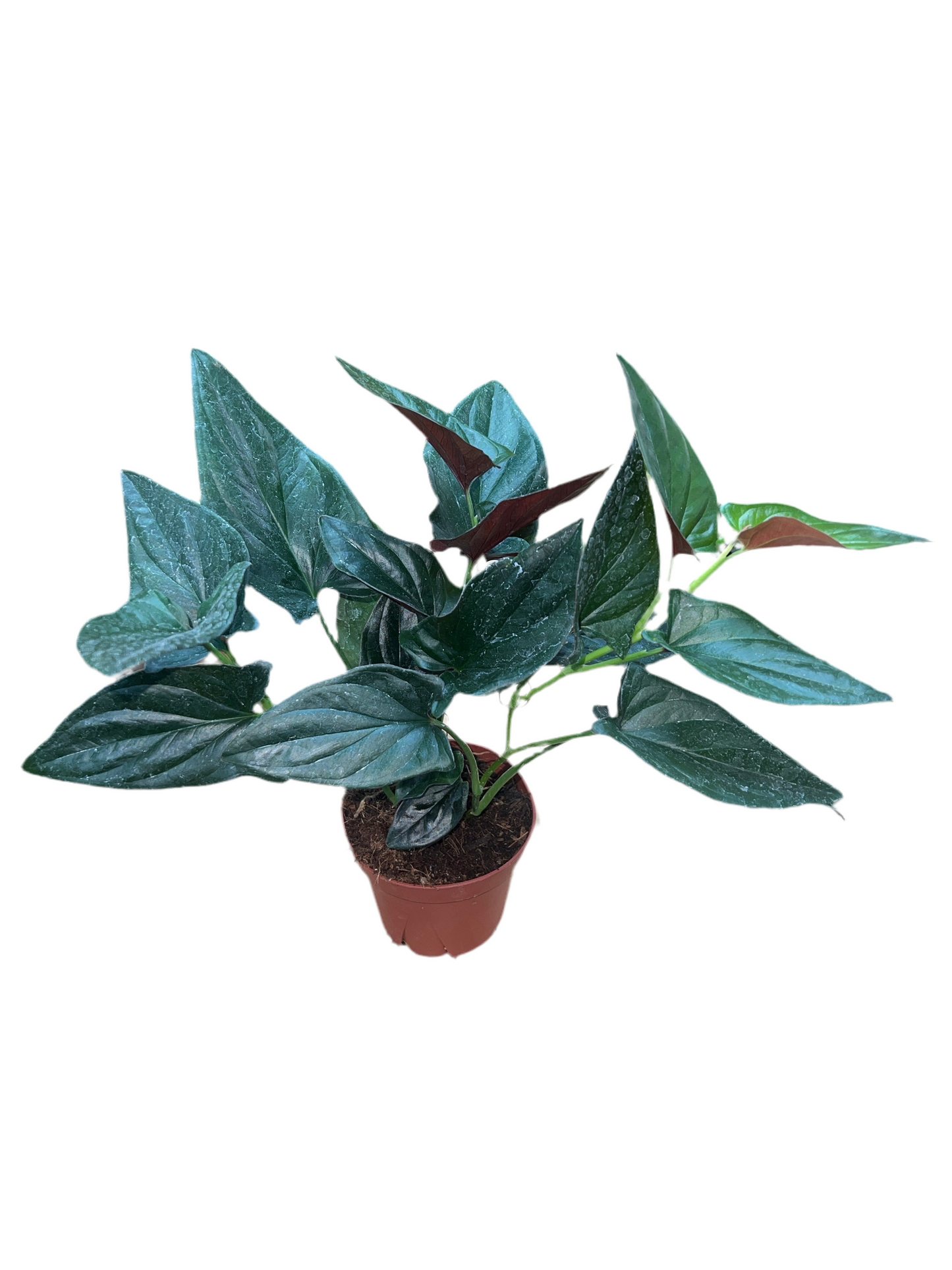 Syngonium 'Red Arrow' 4"