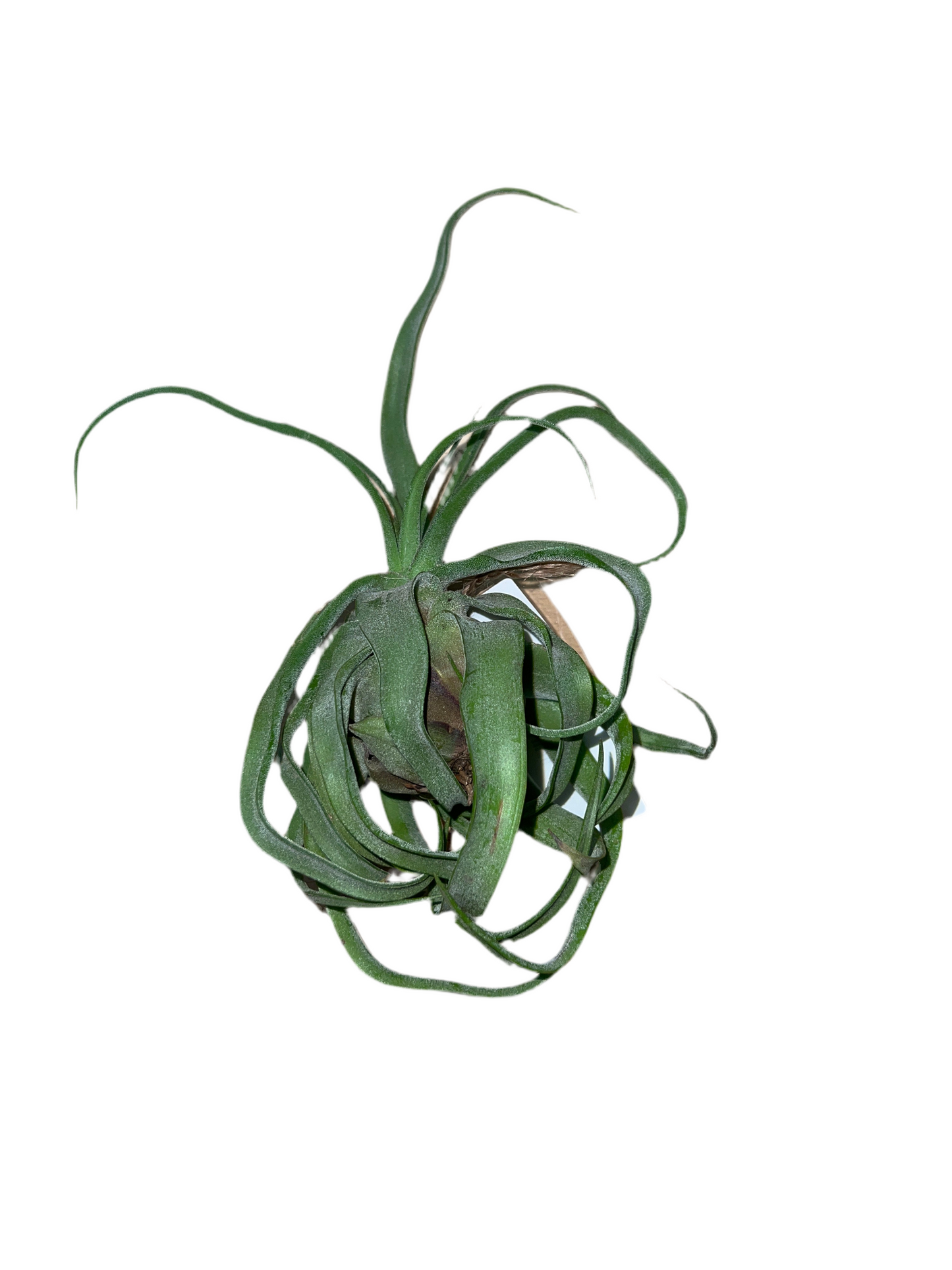 Tillandsia Streptophylla