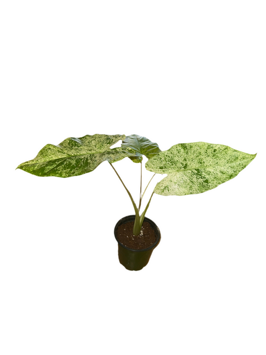 Alocasia 'Gageana Variegated' 4”