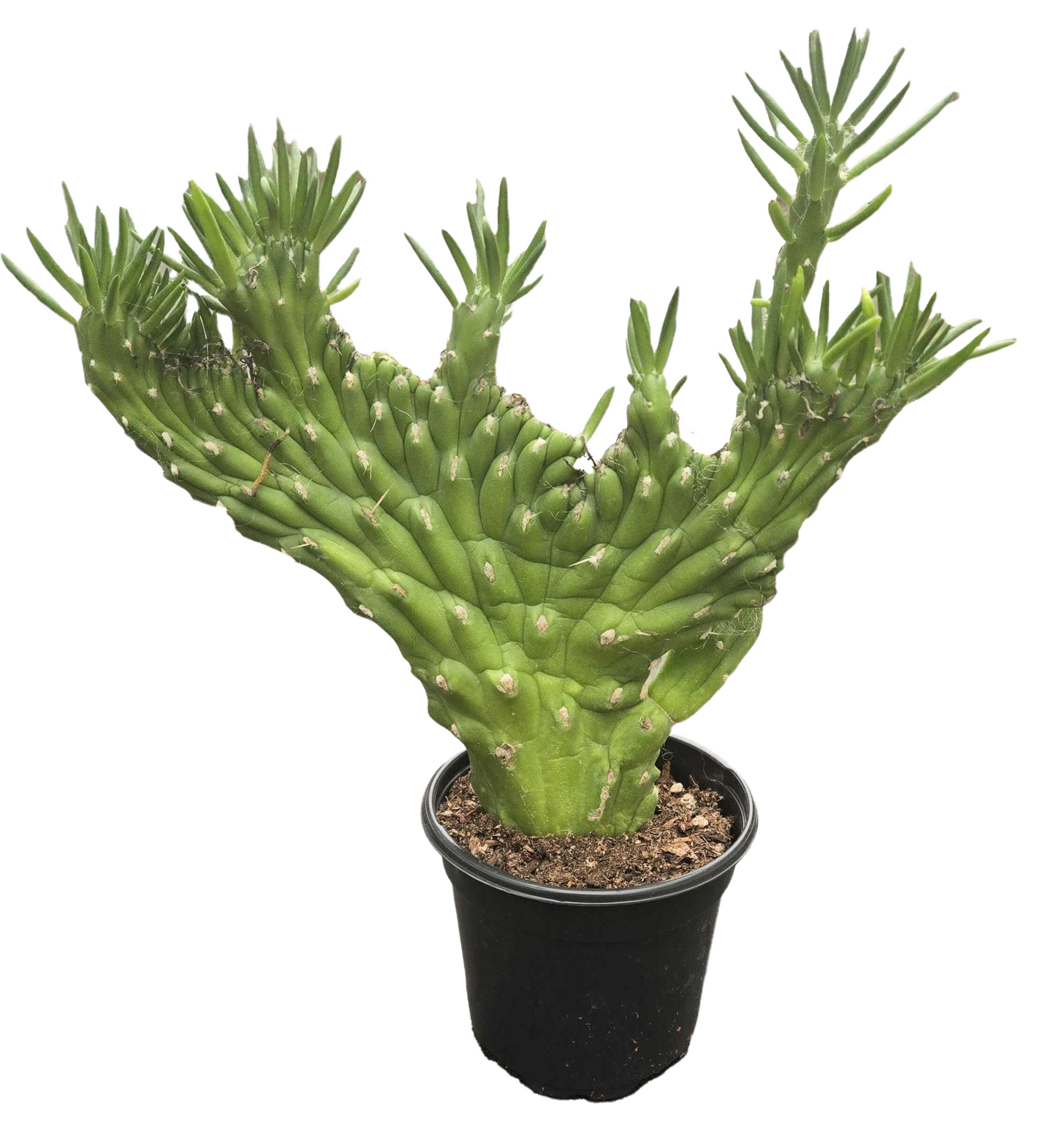Cactus ‘Opuntia Subulata Crested’ 4”