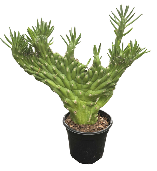 Cactus ‘Opuntia Subulata Crested’ 4”