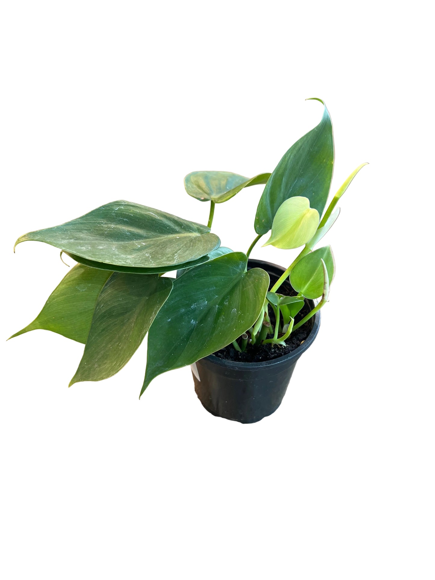 Philodendron Cordatum 'Heart Leaf'